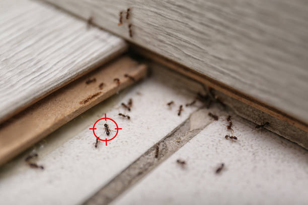 Best Local Pest Control Services  in Lower Burrell, PA