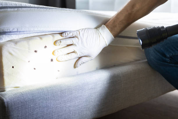 Best Bed Bug Extermination  in Lower Burrell, PA